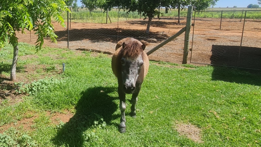 Commercial Property for Sale in Bainsvlei Free State